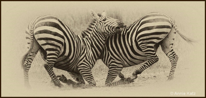 zebras fighting 3 - ID: 12656259 © Annie Katz