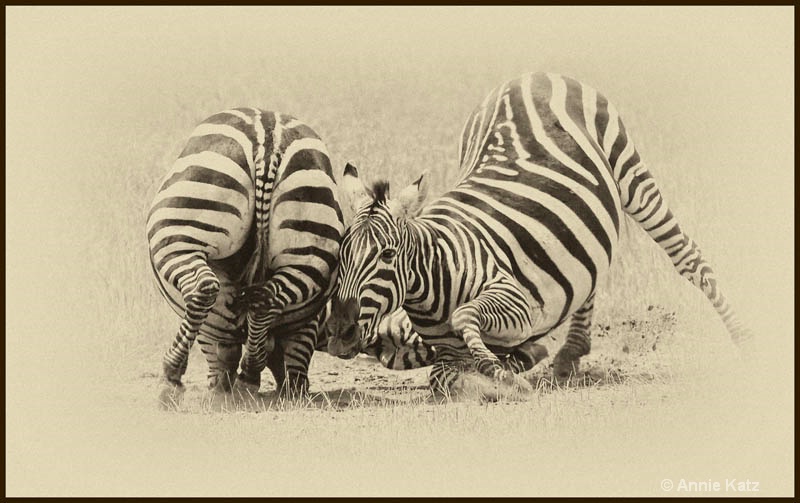 zebras fighting 4 - ID: 12656260 © Annie Katz