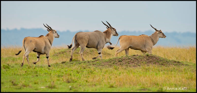 three elands - ID: 12656606 © Annie Katz