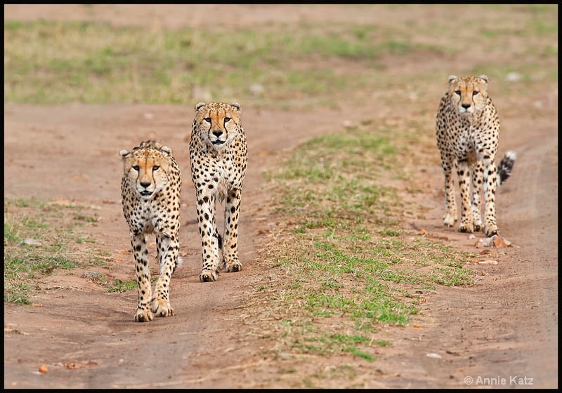 three wet cheetahs - ID: 12656607 © Annie Katz