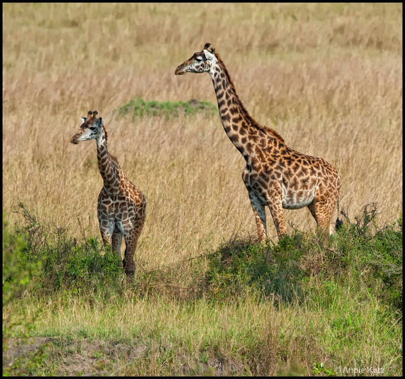 two mara giraffes - ID: 12656624 © Annie Katz