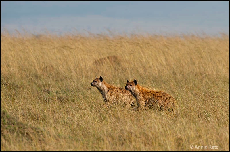 two spotted hyenas - ID: 12656625 © Annie Katz