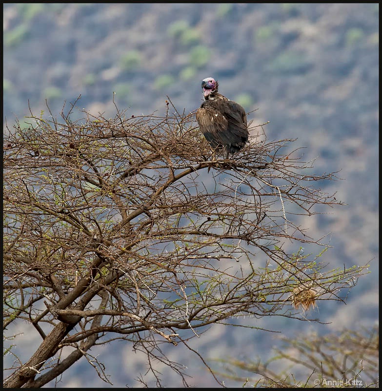vulture - ID: 12656629 © Annie Katz