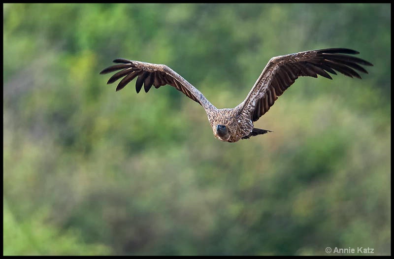 vulturea - ID: 12656630 © Annie Katz
