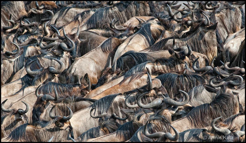wall to wall wildebeests - ID: 12656633 © Annie Katz