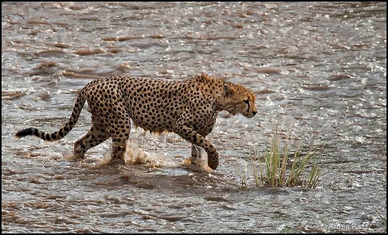 wet cheetaha - ID: 12656640 © Annie Katz
