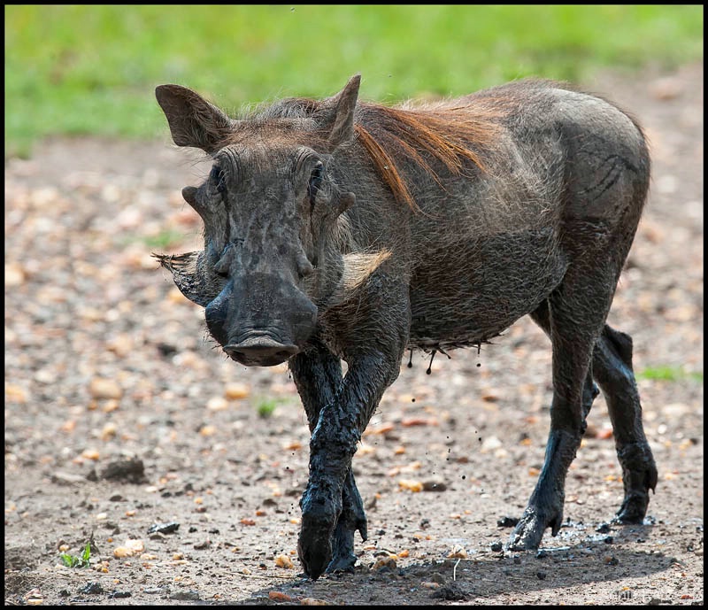 wild boar - ID: 12656643 © Annie Katz