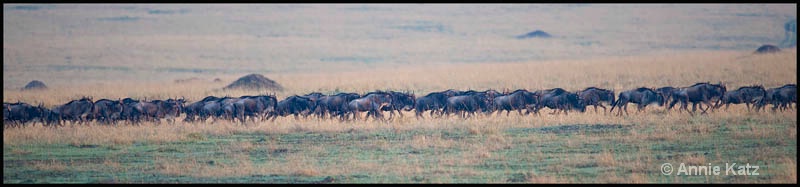 wildebeest migration 2 - ID: 12656644 © Annie Katz