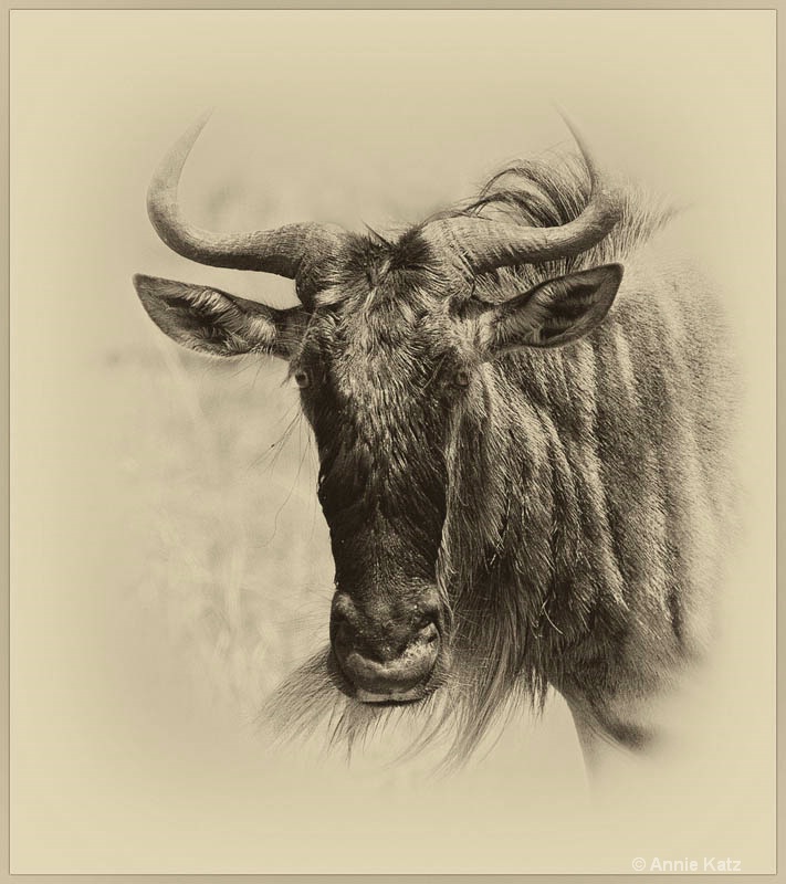 wildebeest - ID: 12656645 © Annie Katz