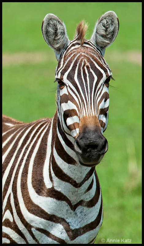 young zebra - ID: 12656648 © Annie Katz