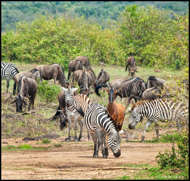 zebra  wildebeest  topi - ID: 12656650 © Annie Katz