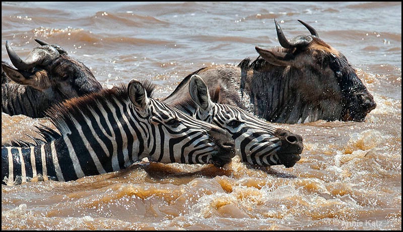 zebras   wildebeests - ID: 12656651 © Annie Katz
