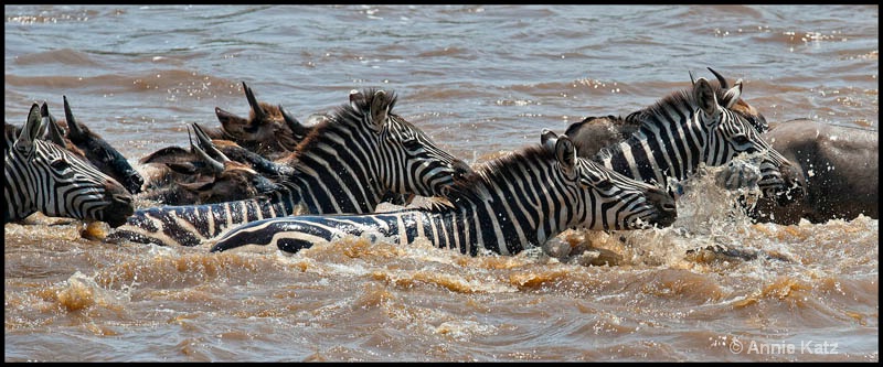 zebras swimming the mara - ID: 12656652 © Annie Katz