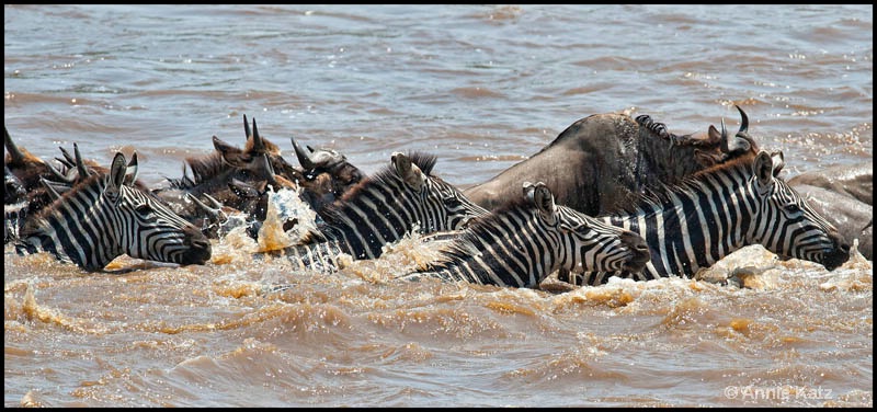 zebras swimming - ID: 12656653 © Annie Katz