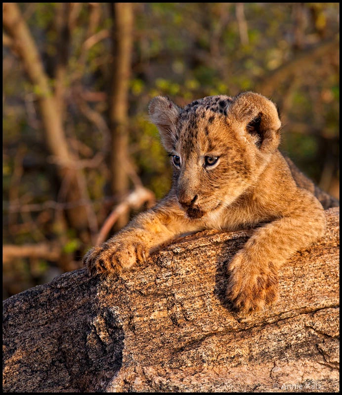 samburu lion cub - ID: 12656762 © Annie Katz