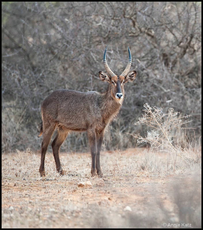 samburu waterbuck - ID: 12656764 © Annie Katz