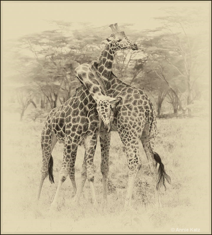 sepia giraffes 1 - ID: 12656771 © Annie Katz