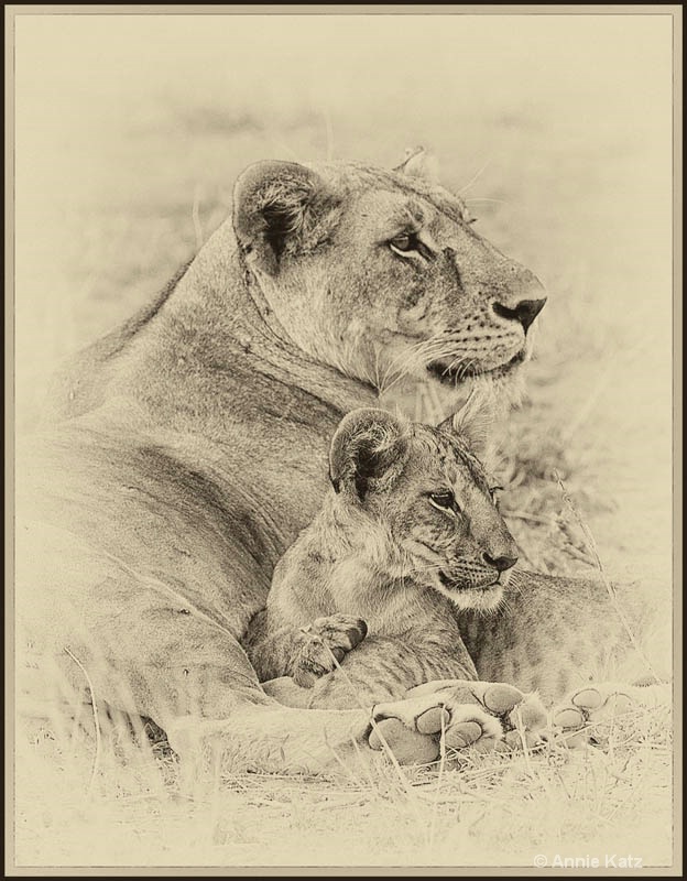 sepia lioness   baby - ID: 12656772 © Annie Katz