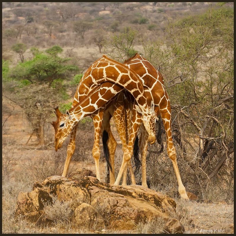 sparring giraffes 2 - ID: 12656776 © Annie Katz