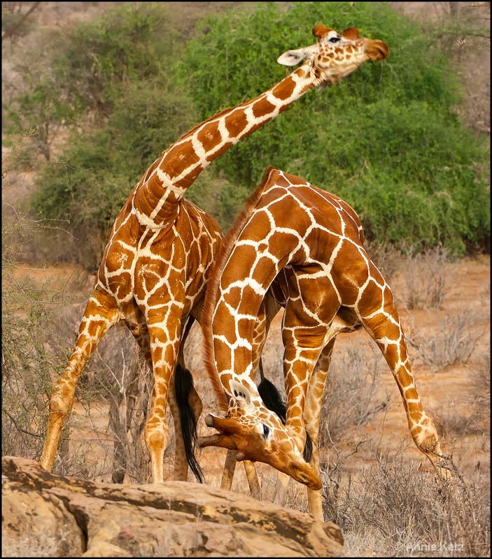 sparring giraffes 4 - ID: 12656777 © Annie Katz
