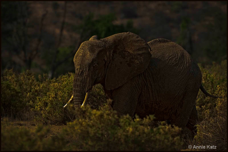 sunrise elephant - ID: 12656783 © Annie Katz