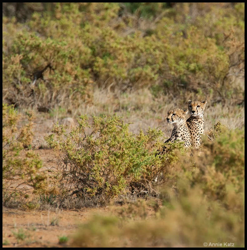 two cheetahs - ID: 12656790 © Annie Katz