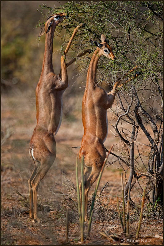 two gerenuk - ID: 12656791 © Annie Katz
