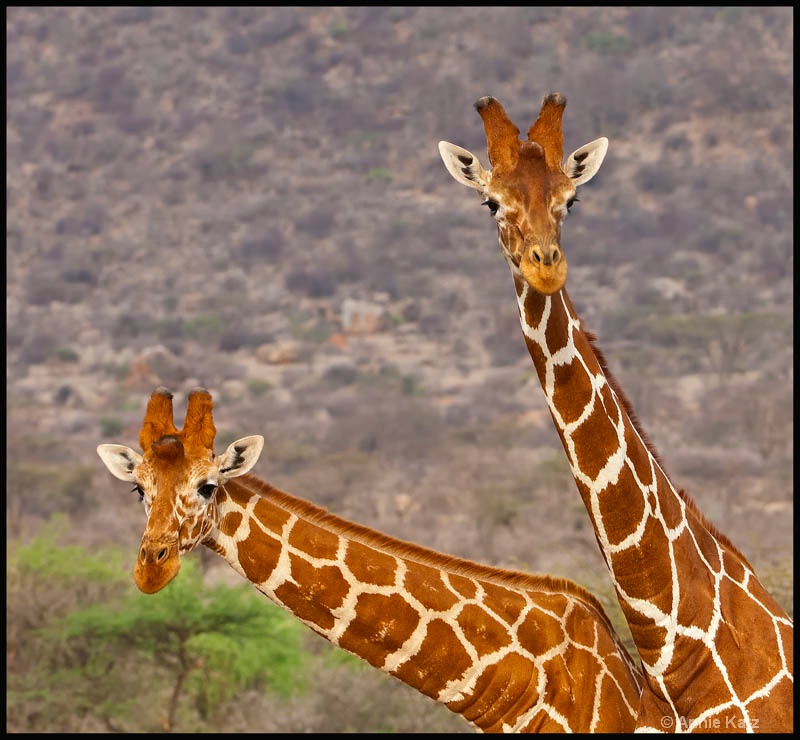 two giraffes in samburu - ID: 12656792 © Annie Katz