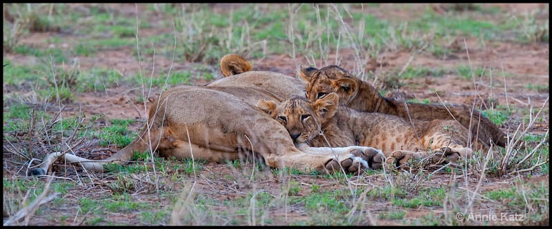 two nursing lion cubs - ID: 12656793 © Annie Katz