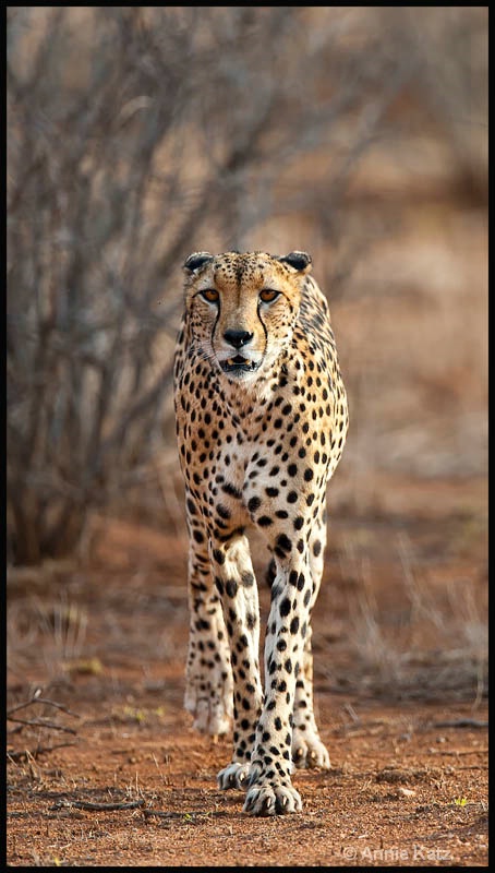 walking cheetah - ID: 12656795 © Annie Katz