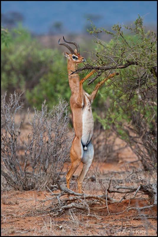 working the tree - ID: 12656798 © Annie Katz