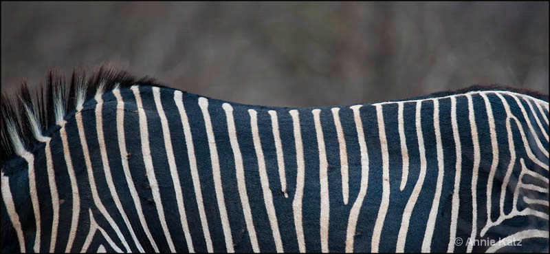 zebra lines - ID: 12656800 © Annie Katz
