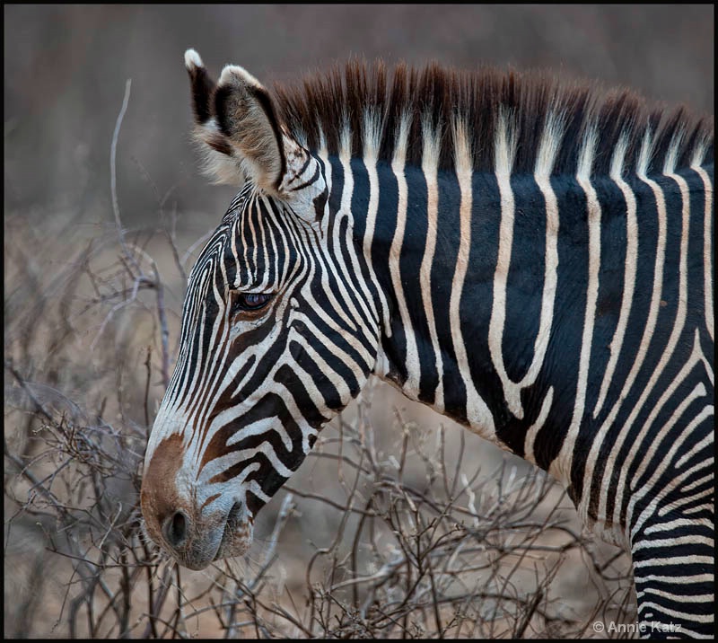 zebra - ID: 12656801 © Annie Katz