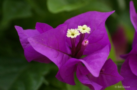 Purple Bougainvillea