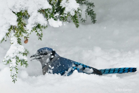 Blue Jay Snow Day!