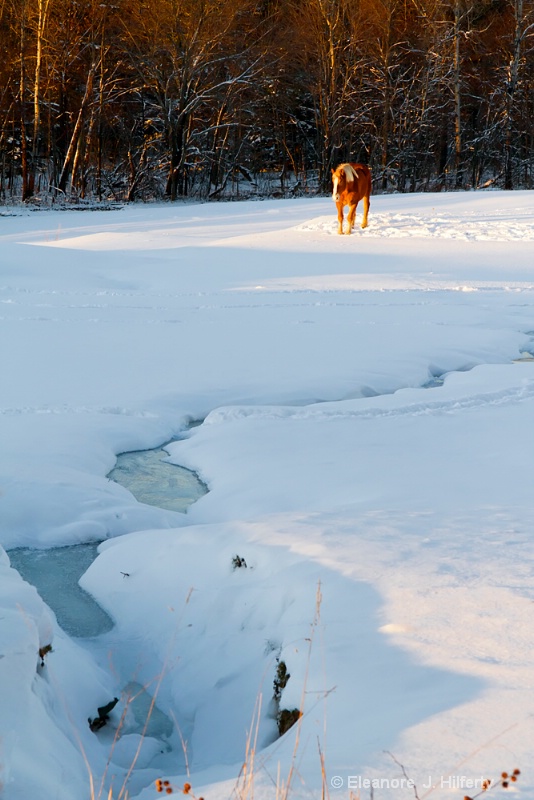 Winter in Vermont - ID: 12658547 © Eleanore J. Hilferty