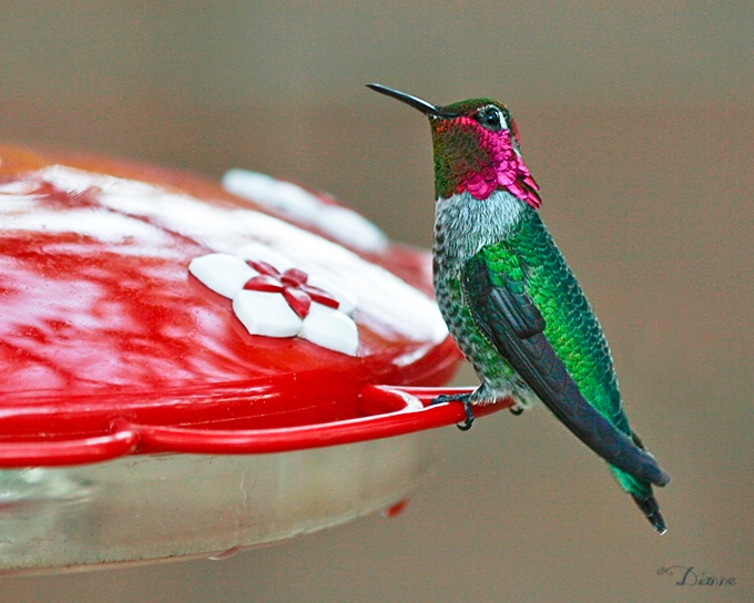 Winter Hummer 2