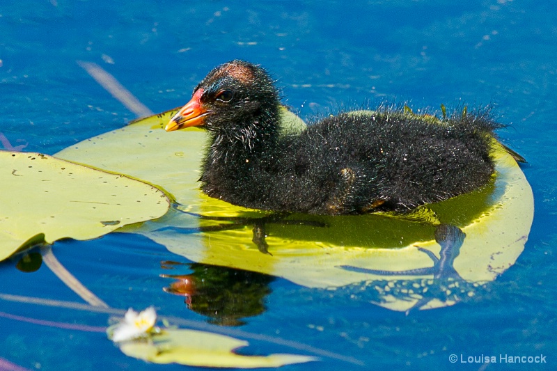 Dusky Moorhen Chick