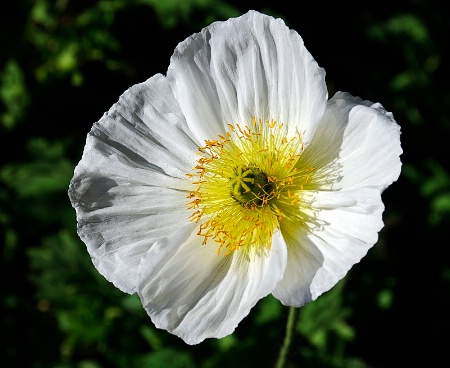 Winter White Poppy