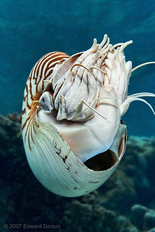 Chambered Nautilus_2 - ID: 12659198 © Edward Dorson