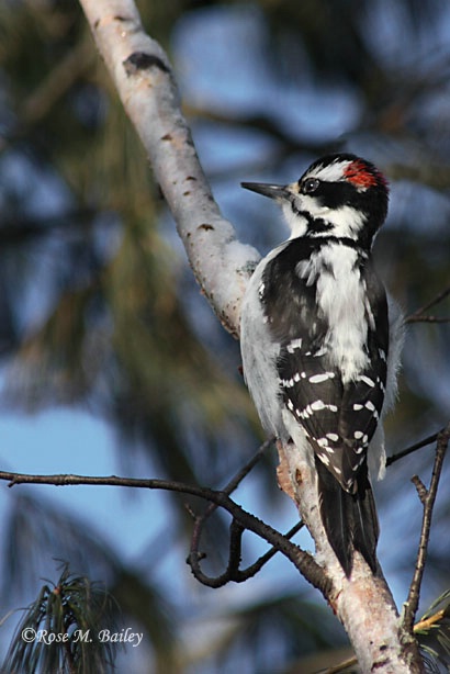 Hello Mr. Woodpecker