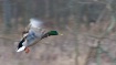 Mallard in Flight