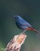 Tiny blue bird