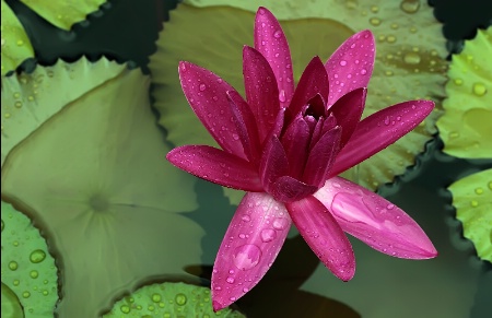 Splendor in the Rain