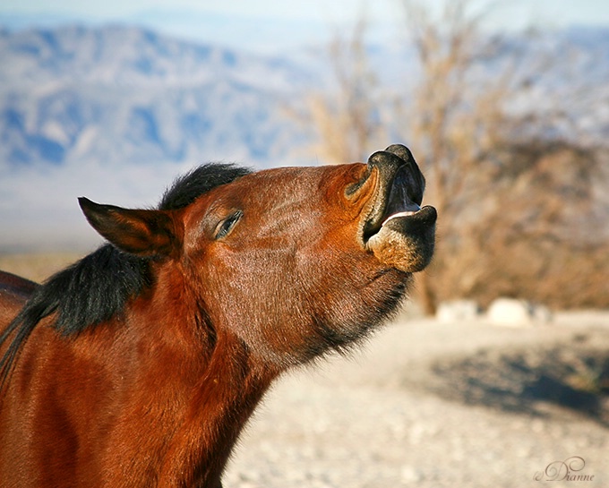 A horsey serenade