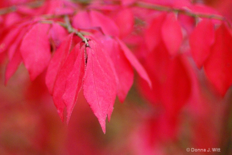 Leaves So Red