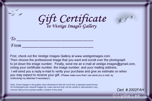 Gift Certificate - ID: 12660879 © Lydia Lee
