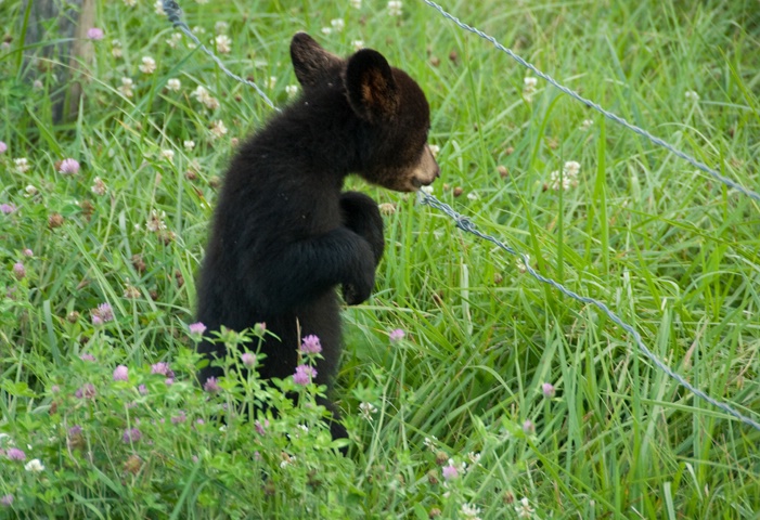Bear Cub, Cades Cove - ID: 12661131 © Donald R. Curry