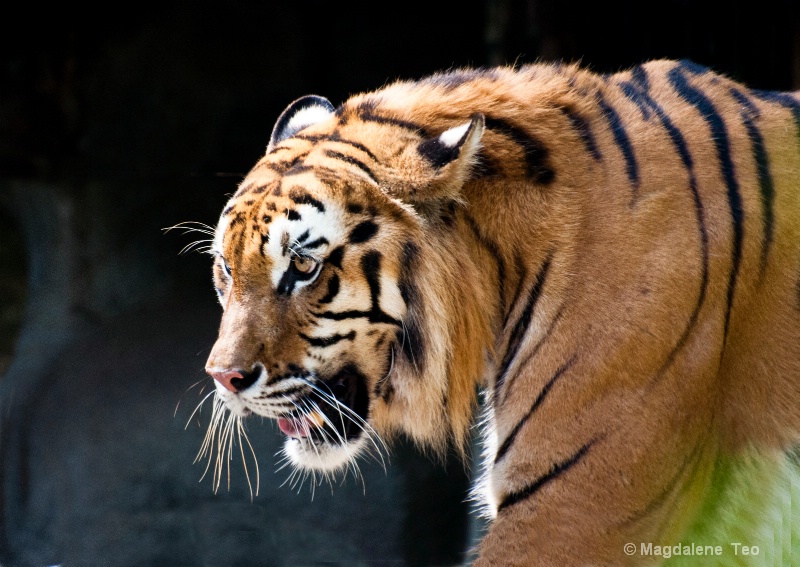 Dramatic Photos - Tiger at Chiang Mai Zoo