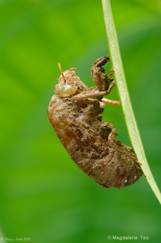 Macro of a Circada Covering at SG 